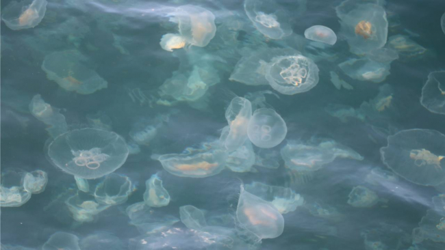 İklim değişikliği nedeniyle denizanaları kıyıları istila edecek